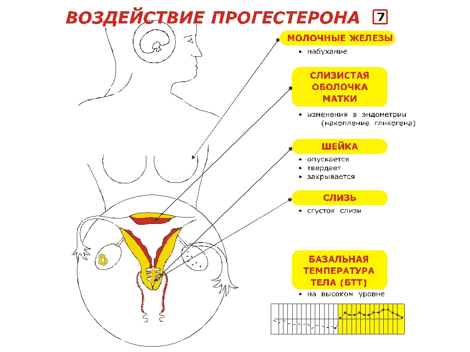 прогестерон норма у женщин
